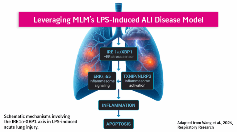 LPS-induced acture lung injury modell