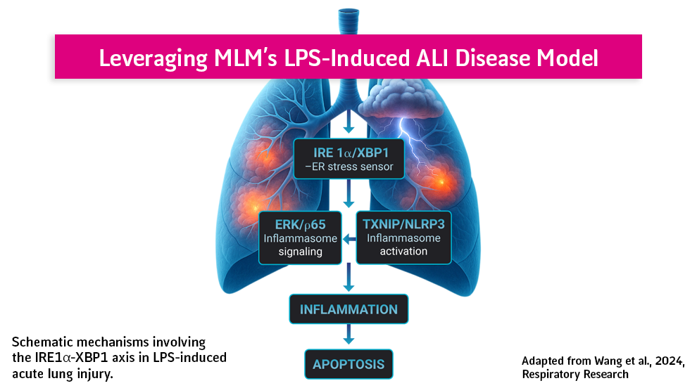 LPS-induced acture lung injury modell